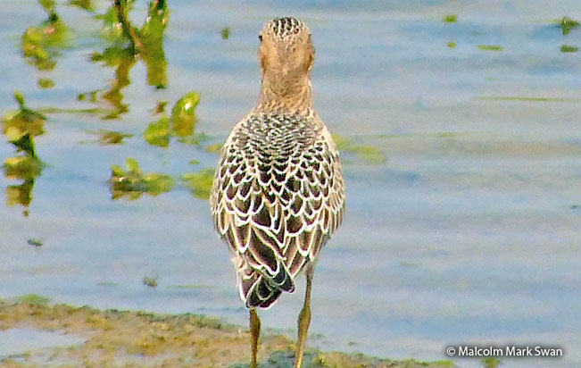 buff-breasted_sandpiper