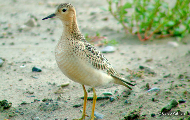 buff-breasted_sandpiper