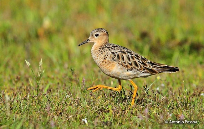 buff-breasted_sandpiper