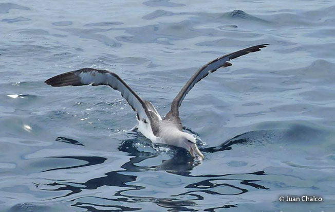 buller's_albatross