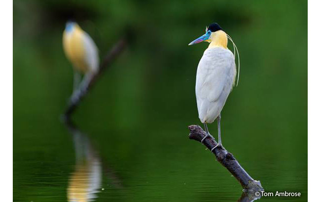 capped_heron
