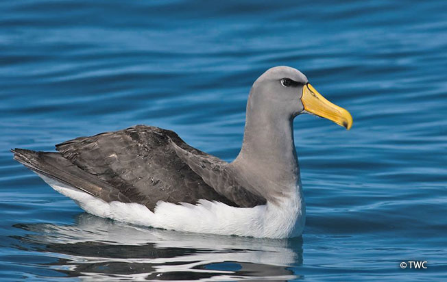 chatham-albatross