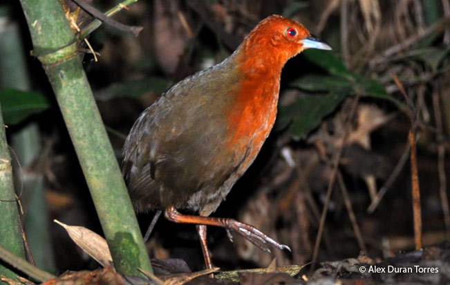 chestnut-headed_crake