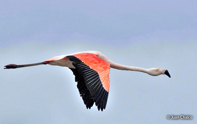 chilean_flamingo