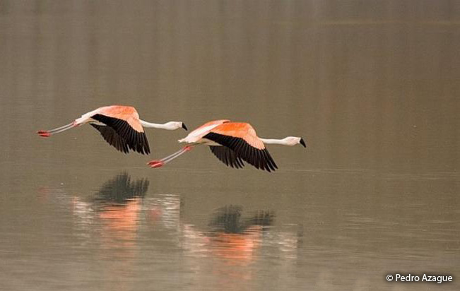 chilean_flamingo