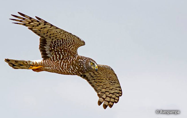 Cinereous harrier