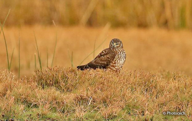 Cinereous harrier
