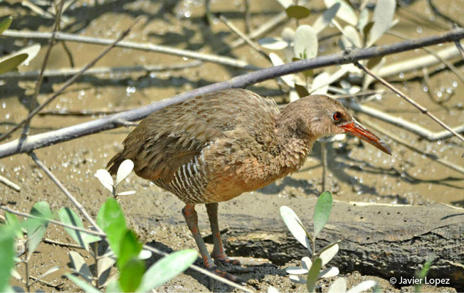 clapper-rail