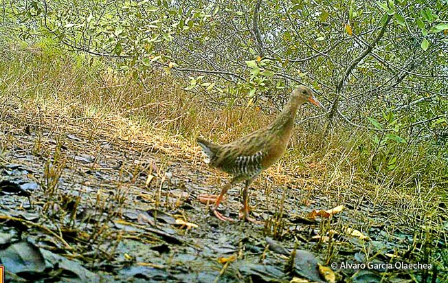 clapper-rail