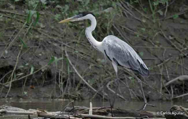 cocoi_heron