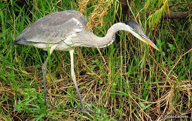 cocoi_heron