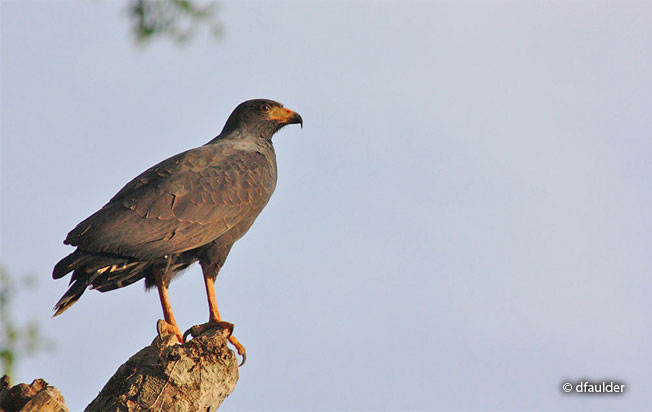 common_black-hawk