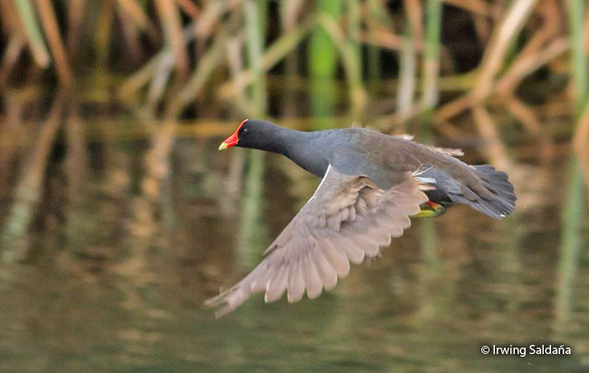 common_gallinule