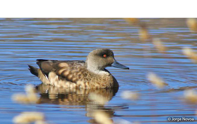 crested-duck