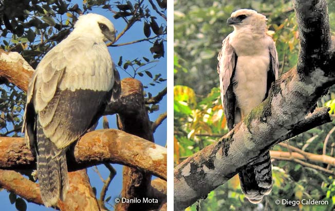 crested-eagle