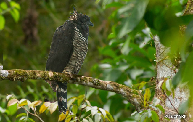 crested-eagle
