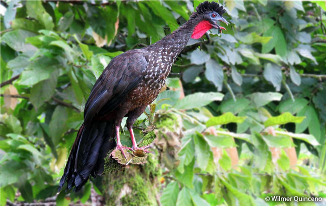 crested-guan
