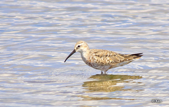 curlew_sandpiper