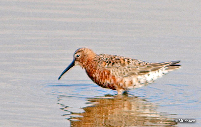 curlew_sandpiper