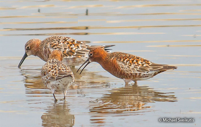 curlew_sandpiper