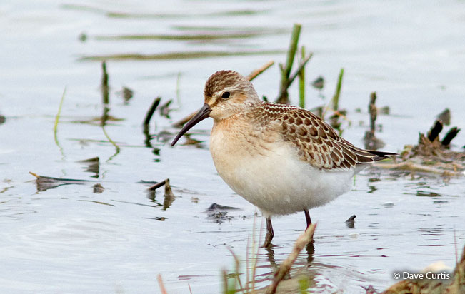 curlew_sandpiper
