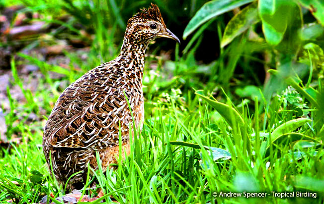 curve-billed-tinamou