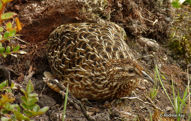 curve-billed-tinamou
