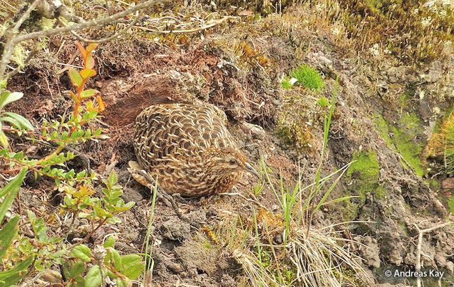 curve-billed-tinamou