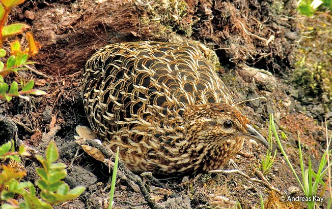 curve-billed-tinamou