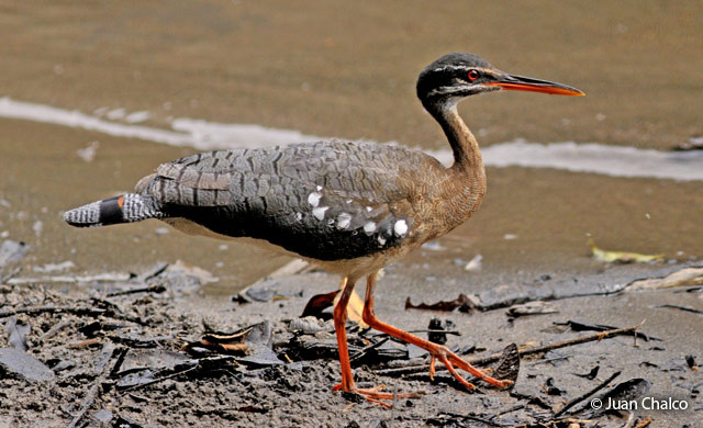 sunbittern