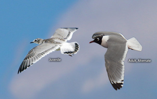 franklin_gull
