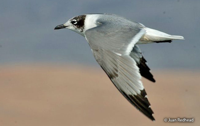 franklin_gull