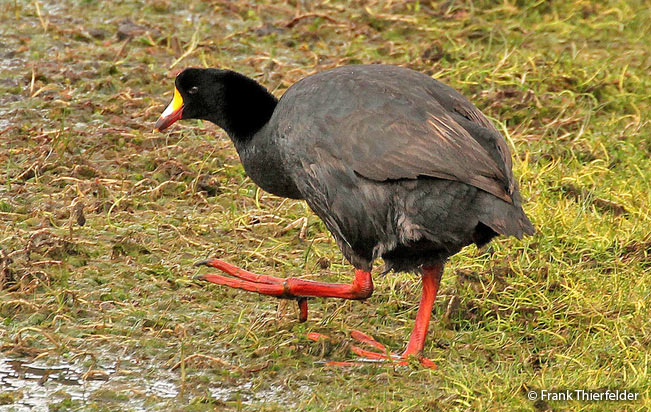 giant_coot