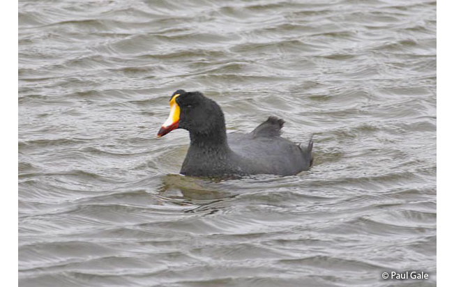 giant_coot