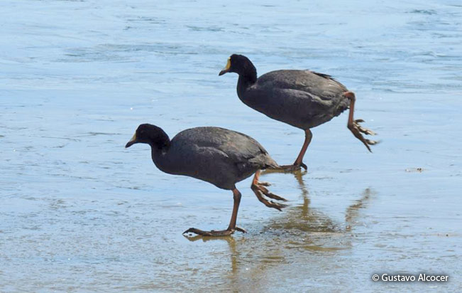 giant_coot