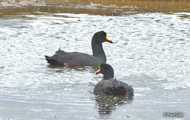 giant_coot