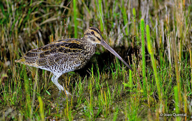 giant_snipe