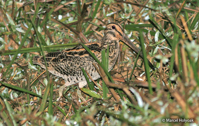 giant_snipe
