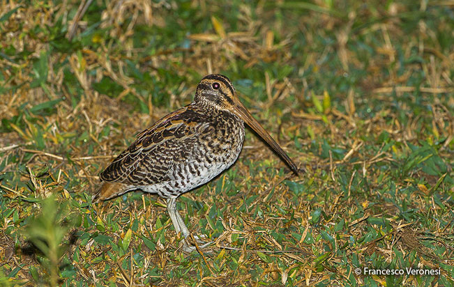 giant_snipe