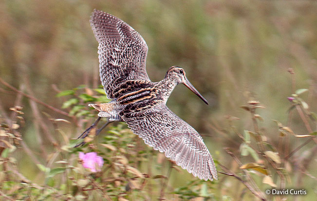 giant_snipe