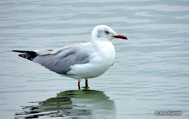 gray-hooded_gull