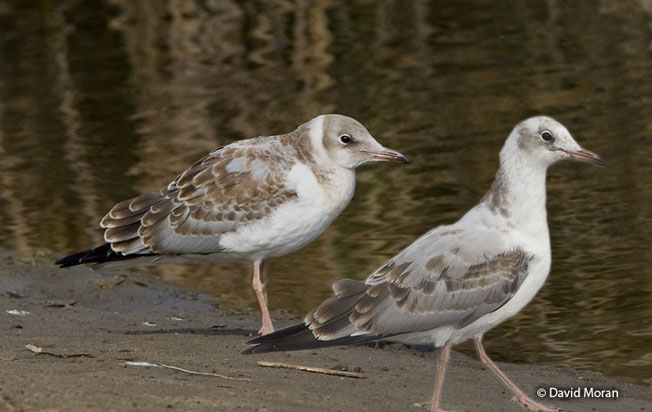 gray-hooded_gull