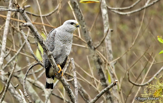 gray-lined_hawk