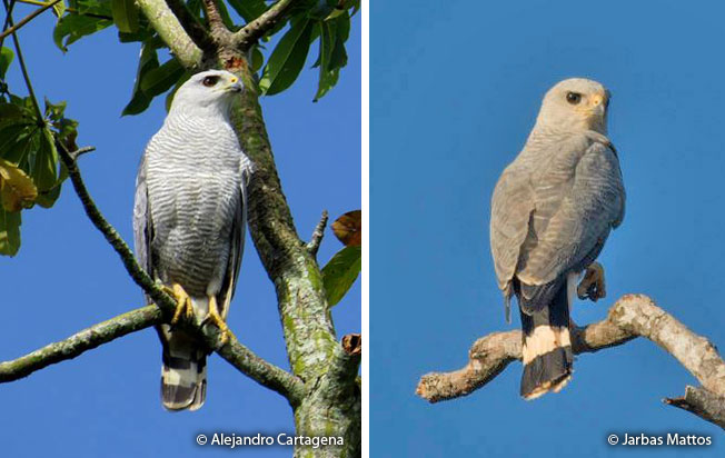 gray-lined_hawk