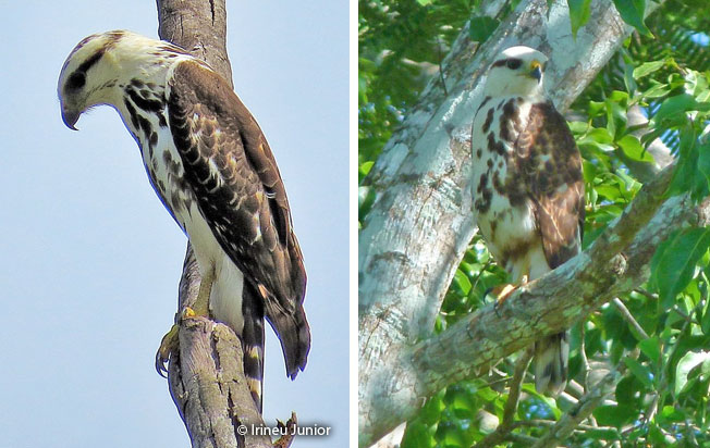 gray-lined_hawk