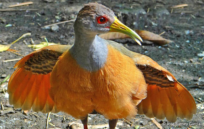 gray-necked_wood-rail