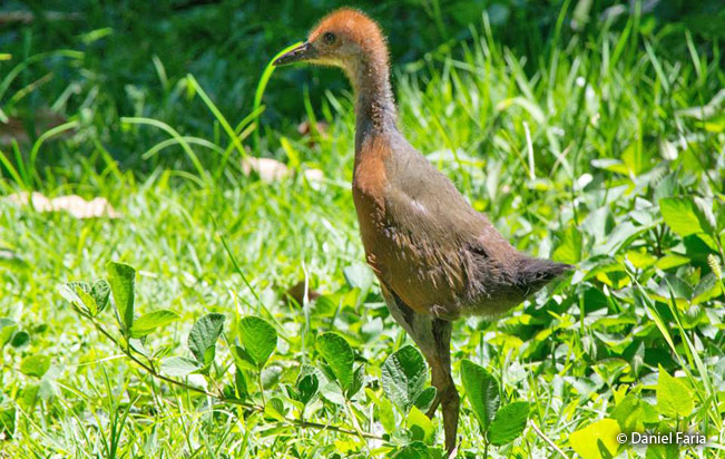gray-necked_wood-rail