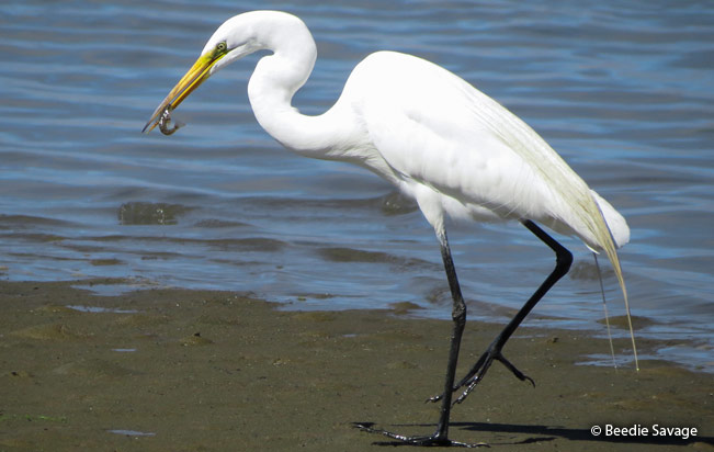 great_egret