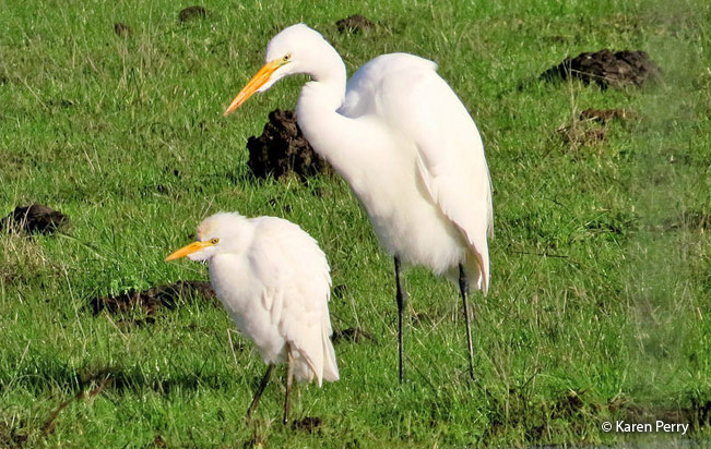 great_egret