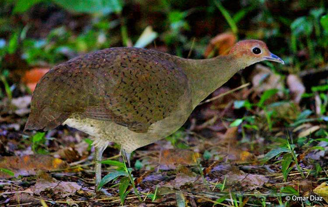 great_tinamou
